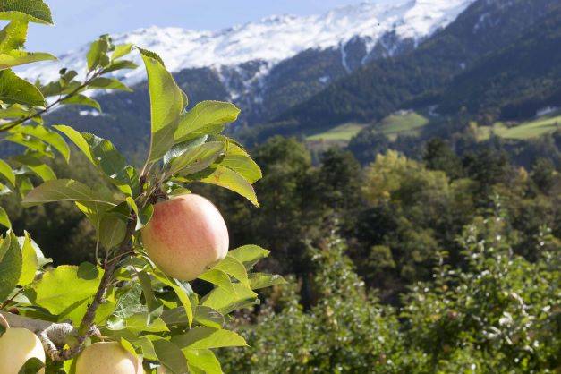 Golden Delicious Bio Val Venosta, la migliore amica dell’ambiente