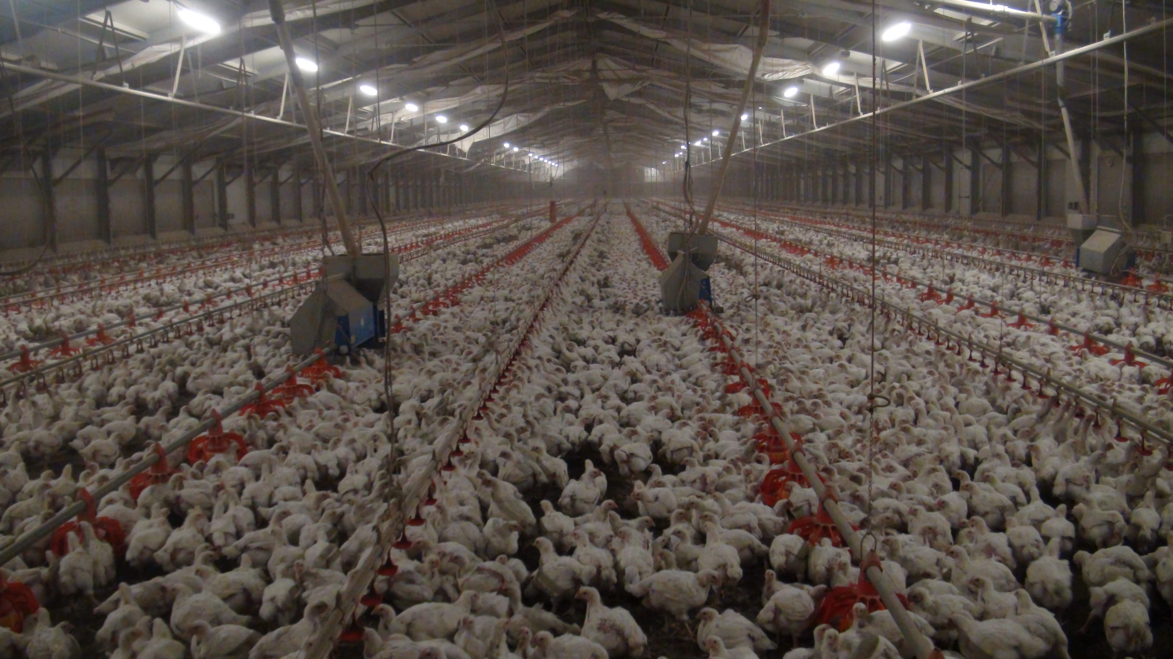 GDO e benessere animale: 394 aziende europee cambiano, Coop Conad ed Esselunga ancora indietro