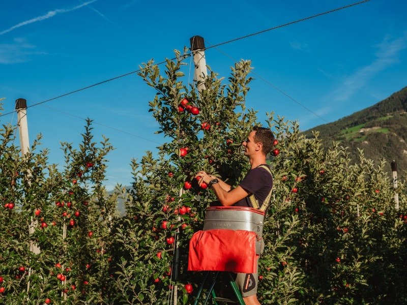Attenzione ai giovani e alle risorse umane per il futuro della frutticoltura in Val Venosta