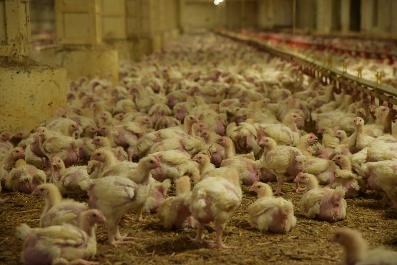 Supermercati carenti nella tutela dei polli. Il report di Essere Animali
