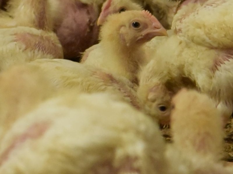 Supermercati carenti nella tutela dei polli. Il report di Essere Animali