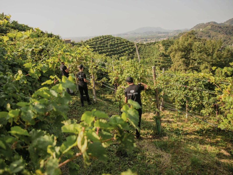 Follador Prosecco lancia le etichette ecocompatibili
