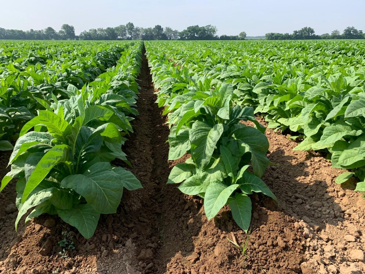 BAT Italia lancia WePlant al G7 Agricoltura e Pesca