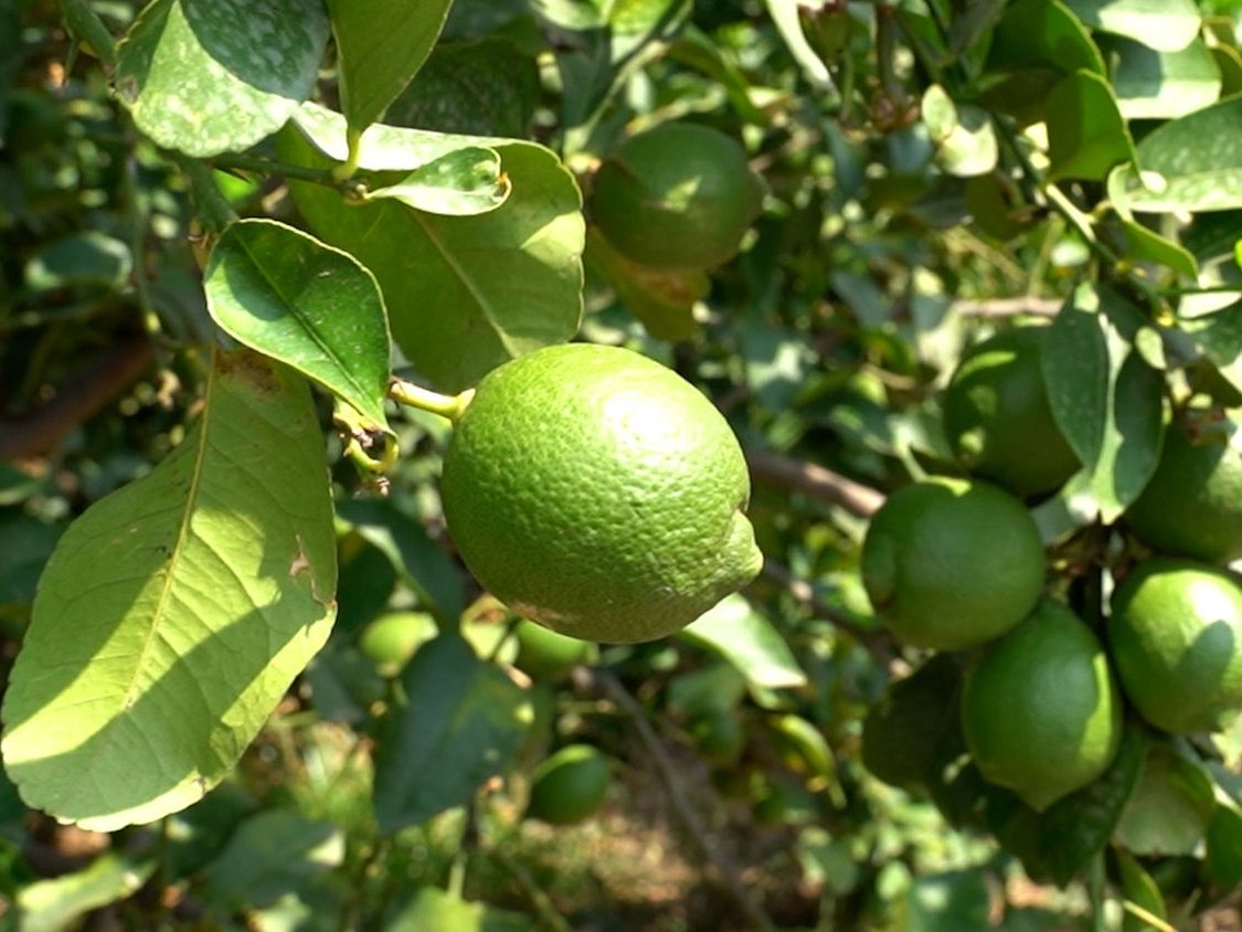 Top Citrus rivoluziona la filiera del limone dell'Etna 