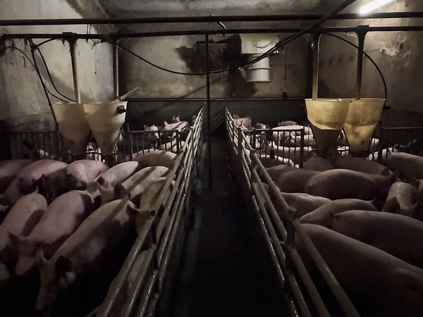 Essere Animali denuncia le condizioni critiche degli allevamenti di suini