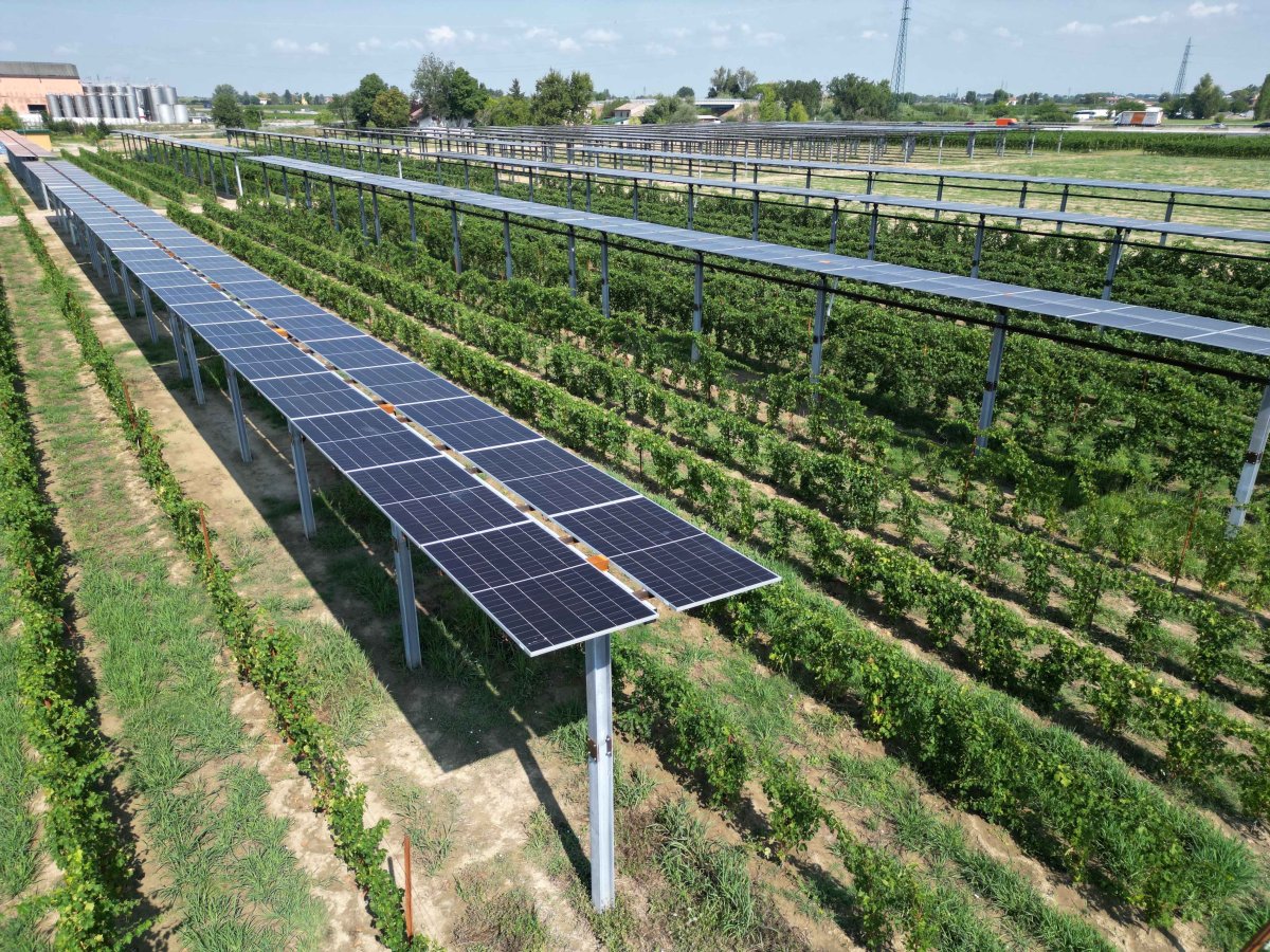 Gruppo Caviro inaugura il più grande Impianto agrivoltaico su vigneto
