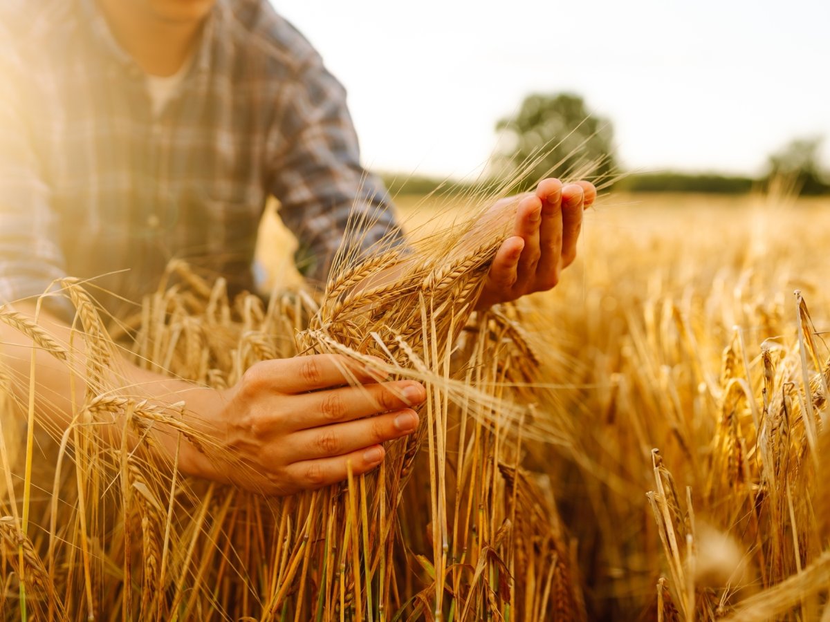 Molini Pivetti e Yara Italia: nuova partnership per una filiera del grano sostenibile