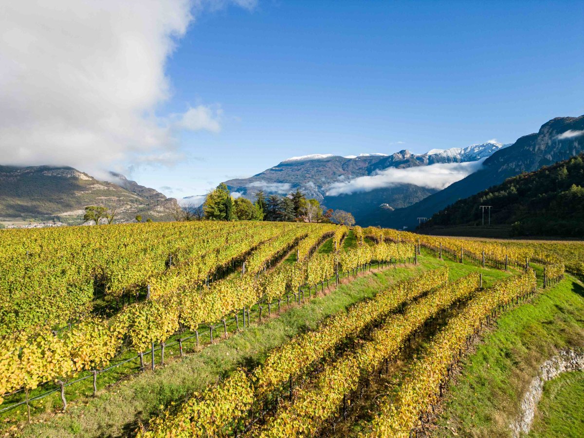 Cavit rilancia i vitigni autoctoni del Trentino