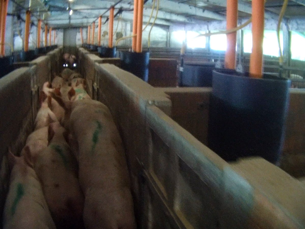 Essere Animali diffonde le immagini di maltrattamenti in un allevamento fornitore di Lidl