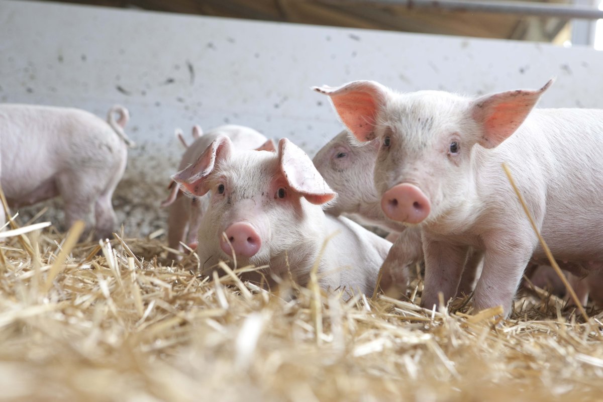 Fumagalli ottiene il massimo punteggio sull’impegno per il benessere animale