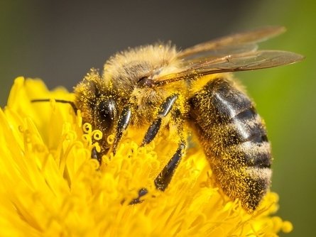 Città del Sole celebra il Green Friday: un'occasione per salvare le api