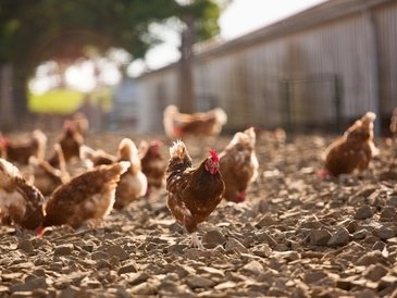 Lidl Italia diffida Essere Animali. L'associazione presenta le prove e invita a un confronto