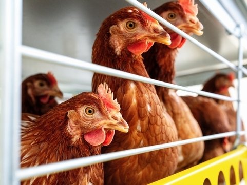 Essere Animali: in 50.000 chiedono a KFC attenzione al benessere dei polli