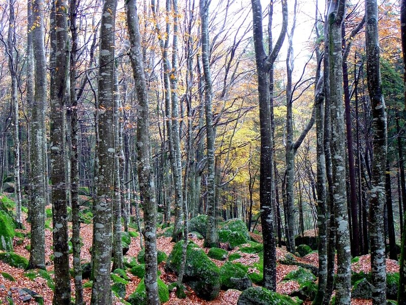 PEFC Italia lancia nuova certificazione anti-deforestazione