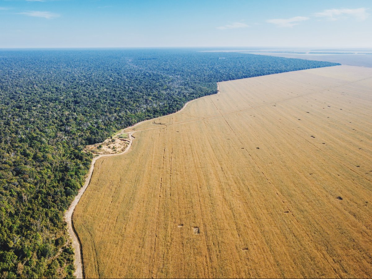 Zero Deforestazione: il primo green claim di nuova generazione? 