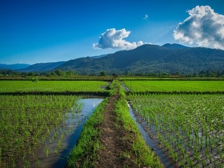 Giornata dell’Acqua 2025: Riso Gallo presenta nuove tecniche di coltivazione
