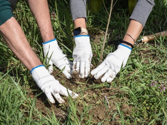 Nespresso e Legambiente piantano 1.000 alberi nel Parco del Po