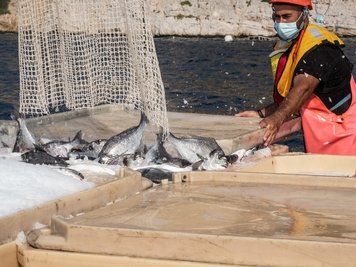 Benessere dei pesci: Essere Animali critica il manuale API