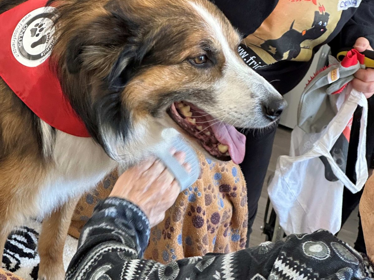 Pet therapy per anziani, il progetto di Purina a Monza
