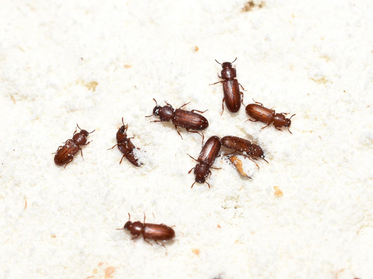 Rentokil: nuovo trattamento termico contro gli infestanti alimentari