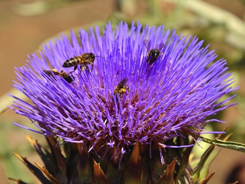 FederBio: il biologico difende le api e la biodiversità