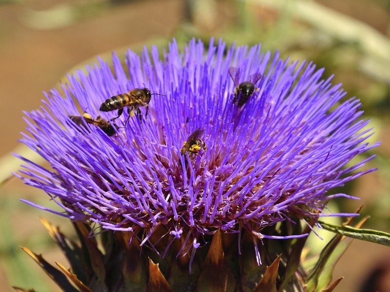 FederBio: il biologico difende le api e la biodiversità