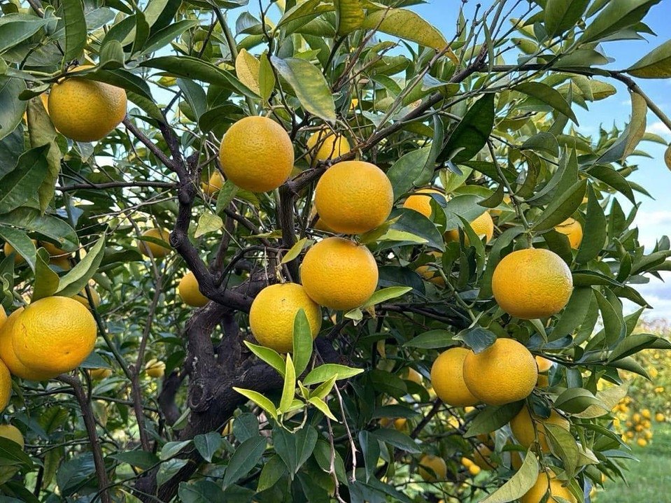 Arancia bionda tardiva di Trebisacce Presidio Slow Food