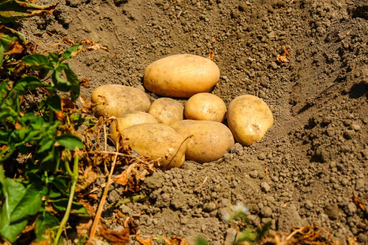 Patate sostenibili: l'Europa punta su biodiversità e pratiche agricole innovative