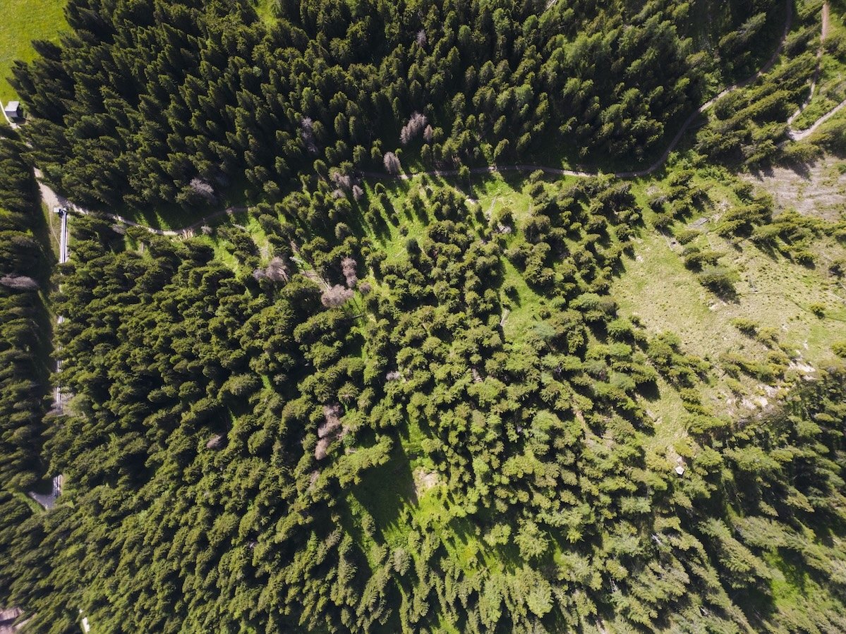 Foresta Italia: 132.000 alberi e soluzioni per la biodiversità