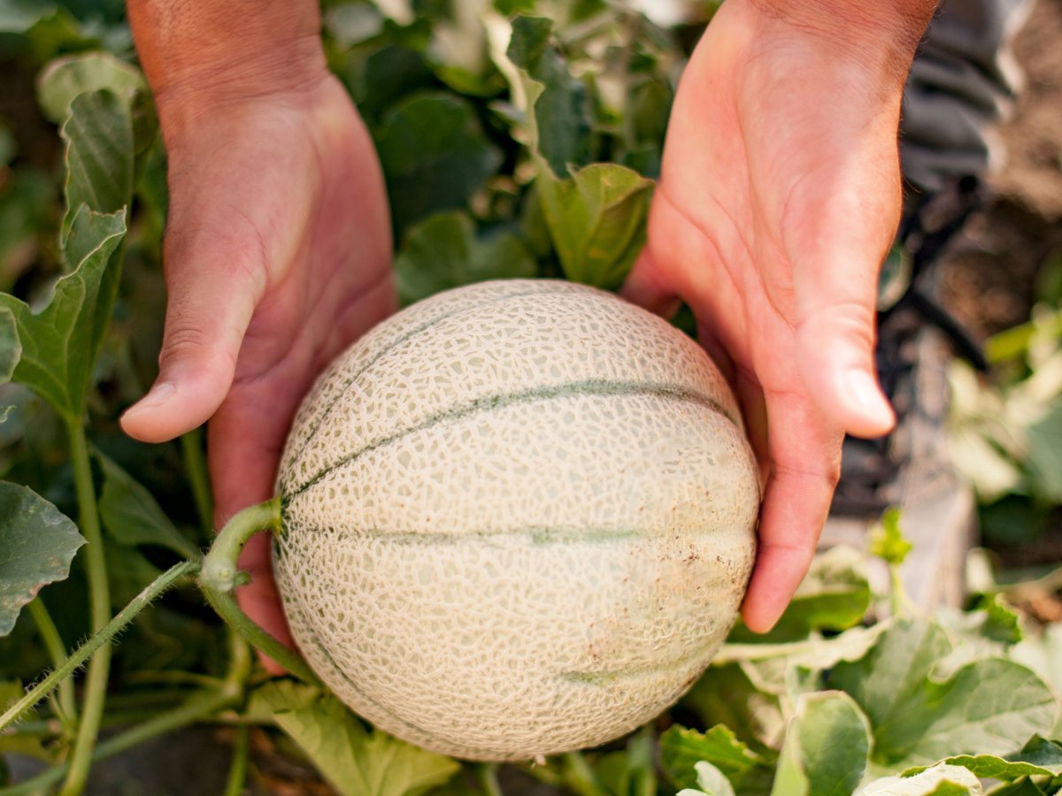 Simposio del Melone Mantovano: campi e filiere a confronto