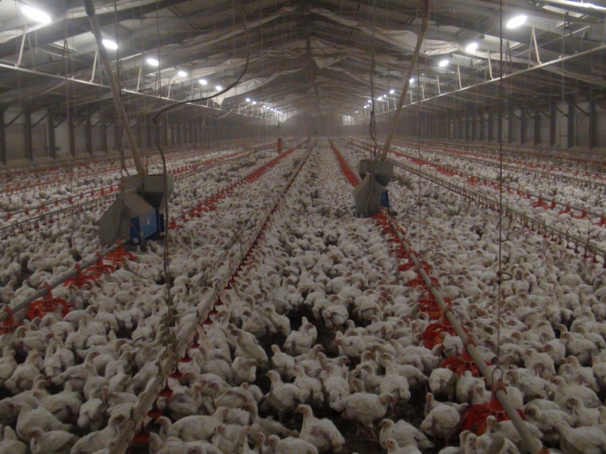 Ldc aderisce allo European Chicken Commitment