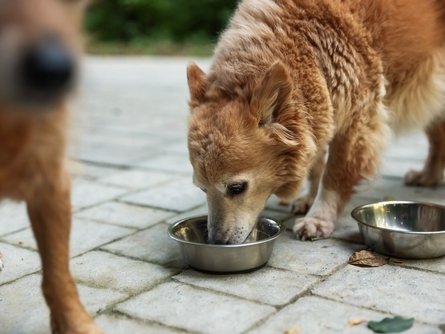 Mars Pet Nutrition e Fondazione Arcaplanet al fianco di Balzoo con una raccolta nazionale