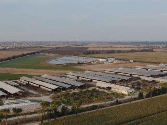 Fattorie Garofalo e xFarm Technologies: filiera bufalina digitale con sensori DSS