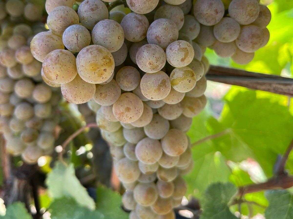 Progetto Co.Vi.Res: riduzione trattamenti fino all’80% con varietà PIWI