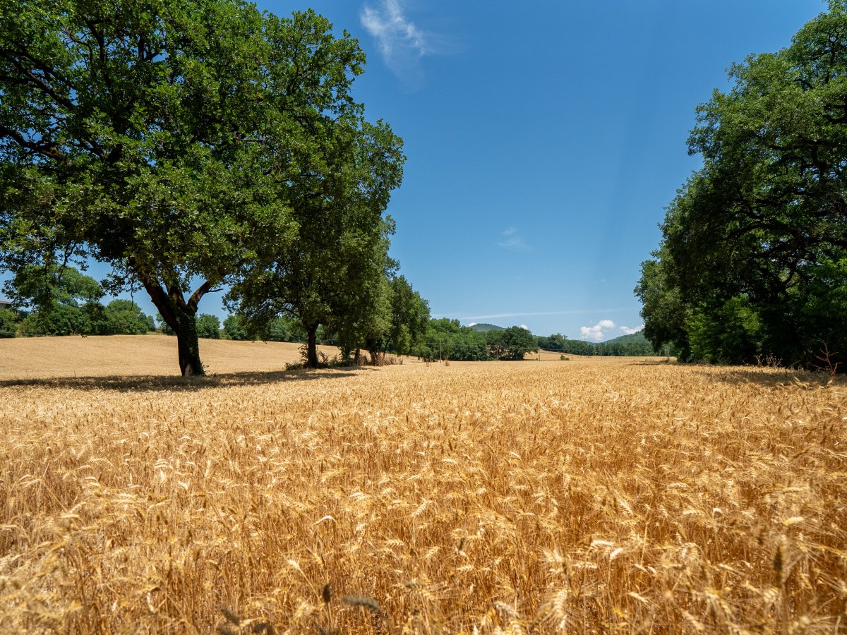 Colussi e xFarm: tracciabilità prodotti Misura e agricoltura rigenerativa