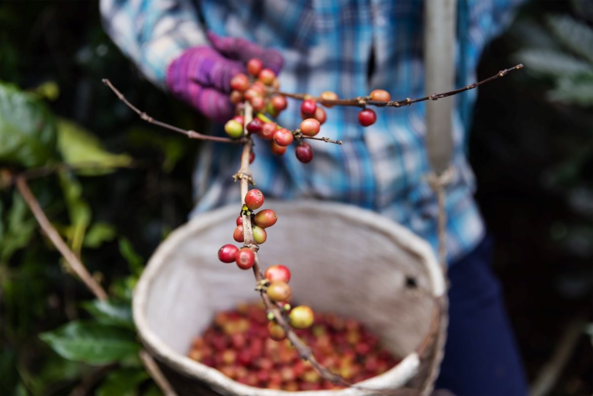 Sca Italy promuove la filiera sostenibile del caffè