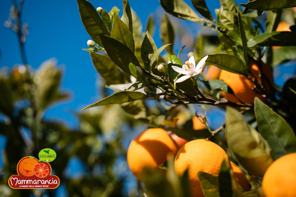 Green Retail  - L’arancia rossa biologica diventa un simbolo dell’Italia all’estero grazie a Mammarancia 
