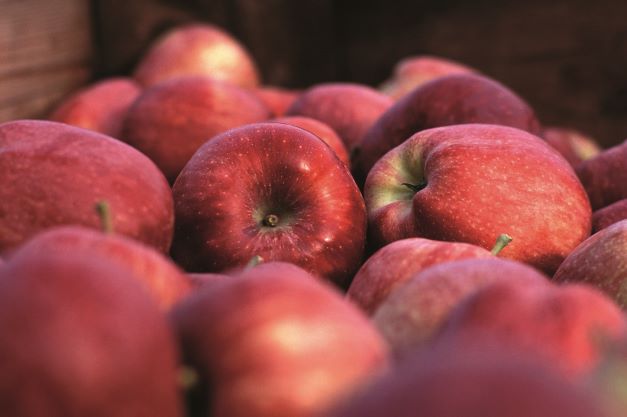 Red Delicious Val Venosta, il profondo dialogo tra melicoltori e natura