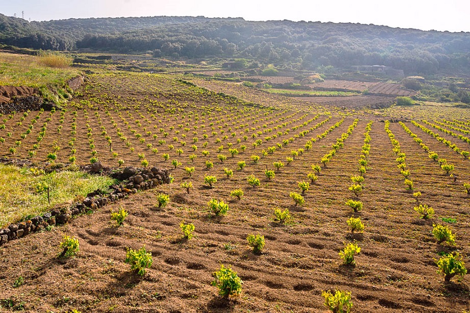 Il Passito di Pantelleria di Cantine Pellegrino è il miglior vino dolce d'Italia