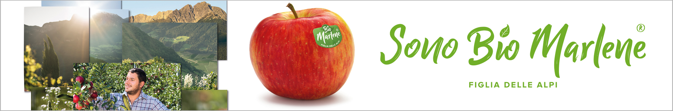 Green Retail  - GoldRush è la mela bio del mese, una delle migliori varietà dell’ampio assortimento bio Marlene 