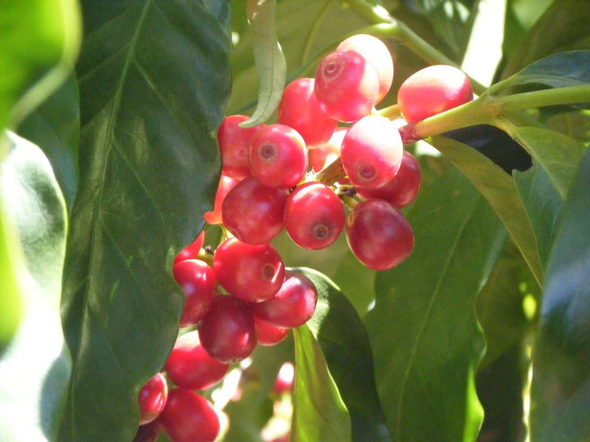 Costadoro prosegue il suo impegno come Bcorp riutilizzando alcuni materiali di scarto del caffè per produrre energia rinnovabile
