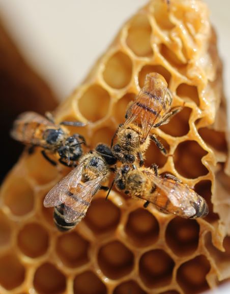 3Bee, è tutto pronto per la finale di "Call for Impactability"