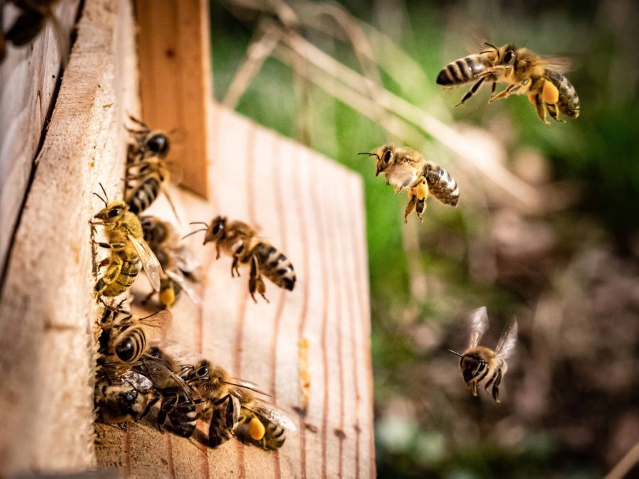 In occasione della Giornata mondiale delle api, 3 Bee lancia il "Biodiversity Innovation Summit Europe”