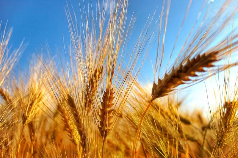 Integrated pest management: il segreto per la lotta sostenibile agli infestanti delle aziende alimentari