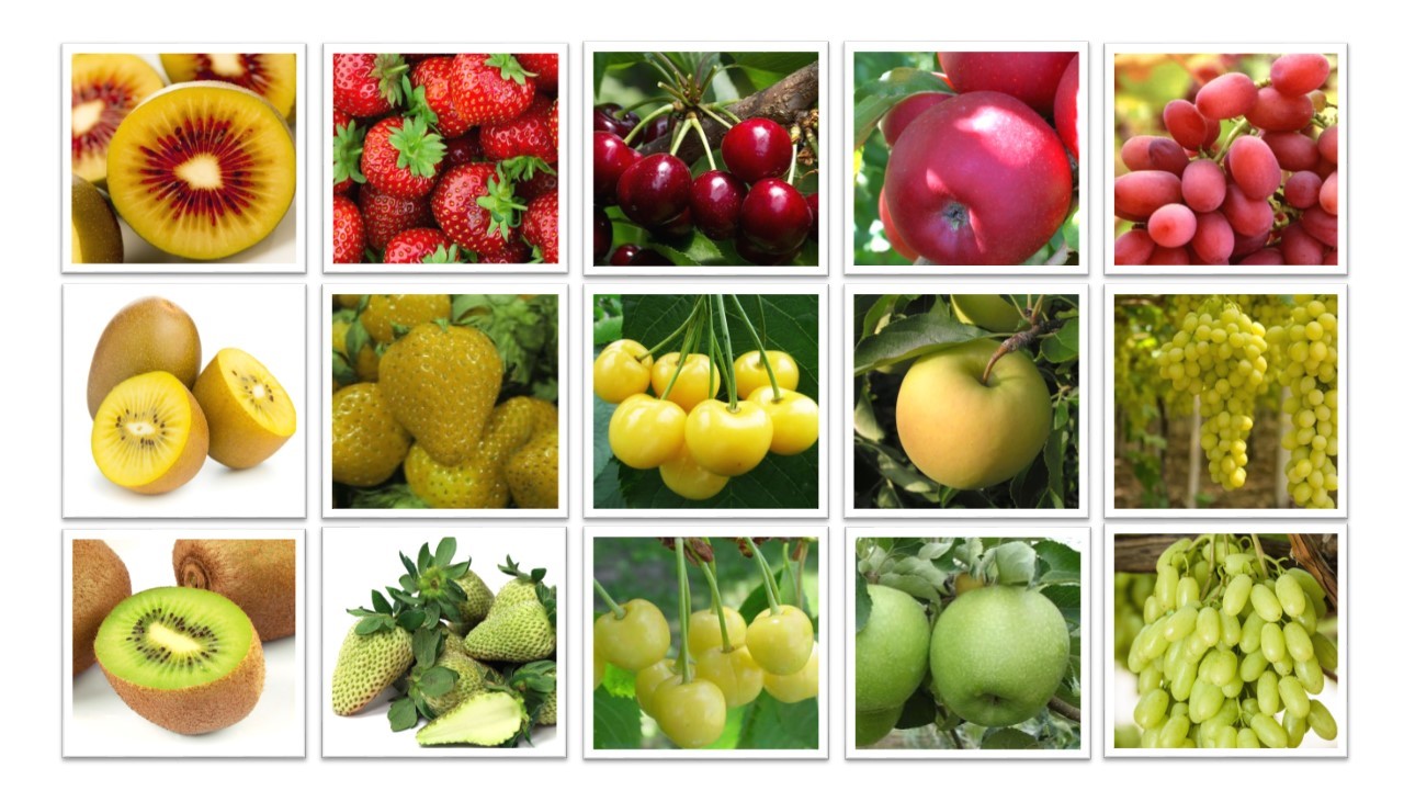 Debutta a Macfrut 2023 il Salone del Vivaismo e Innovazione Varietale