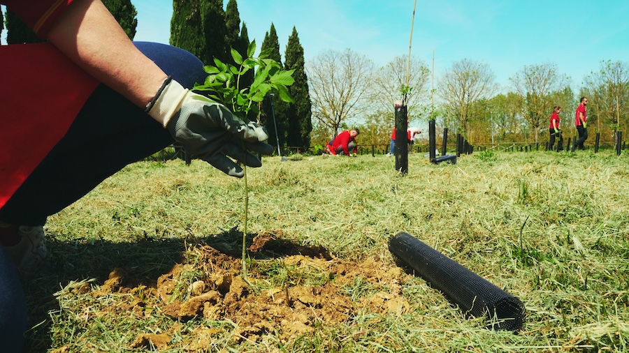 3.500 nuovi alberi a Roma per fornire servizi ecosistemici alla città