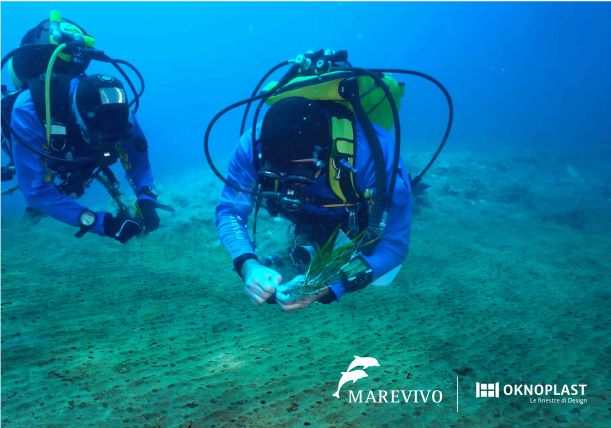 Replant, il progetto per riforestare le praterie marine