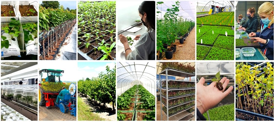 Debutta a Macfrut 2023 il Salone del Vivaismo e Innovazione Varietale