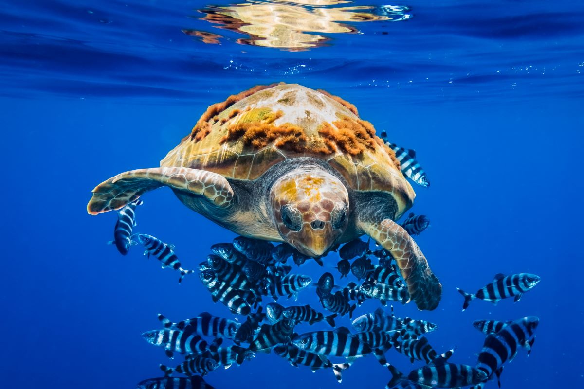 Giornata mondiale della biodiversità: due photo contest per difendere il mare