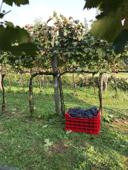 Settembre, tempo di vendemmia per i più piccoli